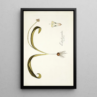 Nikolaus Joseph Freiherr von Jacquin - Lachenalia pustulata.webp