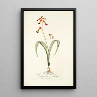 Nikolaus Joseph Freiherr von Jacquin - Lachenalia quadricolor.webp