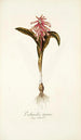 Lachenalia tigrina - Nikolaus Joseph Freiherr von Jacquin — weergave van het kunstwerk