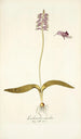 Lachenalia unicolor - Nikolaus Joseph Freiherr von Jacquin — weergave van het kunstwerk