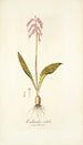 Lachenalia rubida - Nikolaus Joseph Freiherr von Jacquin — weergave van het kunstwerk