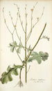 Lactuca intubacea - Nikolaus Joseph Freiherr von Jacquin — weergave van het kunstwerk