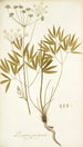 Laserpitium peucedanoides - Nikolaus Joseph Freiherr von Jacquin — weergave van het kunstwerk