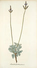 Lavandula pinnata - Nikolaus Joseph Freiherr von Jacquin — weergave van het kunstwerk