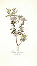 Ledum latifolium - Nikolaus Joseph Freiherr von Jacquin — weergave van het kunstwerk
