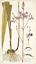 Limodorum tuberosum - Nikolaus Joseph Freiherr von Jacquin — weergave van het kunstwerk