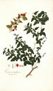 Limonia trifoliata - Nikolaus Joseph Freiherr von Jacquin — weergave van het kunstwerk