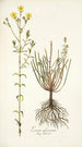 Linum africanum - Nikolaus Joseph Freiherr von Jacquin — weergave van het kunstwerk