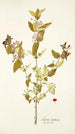 Lonicera tartarica - Nikolaus Joseph Freiherr von Jacquin — weergave van het kunstwerk