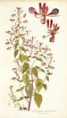 Lopezia mexicana - Nikolaus Joseph Freiherr von Jacquin — weergave van het kunstwerk