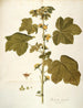 van Malachea alceaefolia - Nikolaus Joseph Freiherr von Jacquin — weergave van het kunstwerk