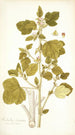 Malachra fasciata - Nikolaus Joseph Freiherr von Jacquin — weergave van het kunstwerk