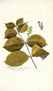 Malpighia glandulosa - Nikolaus Joseph Freiherr von Jacquin — weergave van het kunstwerk