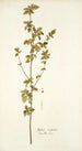 Malva scoparia - Nikolaus Joseph Freiherr von Jacquin — weergave van het kunstwerk