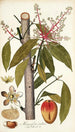 Mangifera indica - Nikolaus Joseph Freiherr von Jacquin — weergave van het kunstwerk