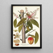 Mangifera indica - Nikolaus Joseph Freiherr von Jacquin — ingelijst kunstwerk aan de muur