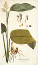 Maranta lutea - Nikolaus Joseph Freiherr von Jacquin — weergave van het kunstwerk