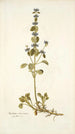 Marrubium astracanicum - Nikolaus Joseph Freiherr von Jacquin — weergave van het kunstwerk