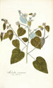 Melochia caraccasana - Nikolaus Joseph Freiherr von Jacquin — weergave van het kunstwerk