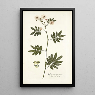 Nikolaus Joseph Freiherr von Jacquin - Mimosa caracasana.webp