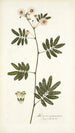 Mimosa caracasana - Nikolaus Joseph Freiherr von Jacquin — weergave van het kunstwerk