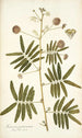 Mimosa portoricensis - Nikolaus Joseph Freiherr von Jacquin — weergave van het kunstwerk