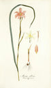 Moraea collina - Nikolaus Joseph Freiherr von Jacquin — weergave van het kunstwerk