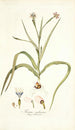 Moraea sordescens - Nikolaus Joseph Freiherr von Jacquin — weergave van het kunstwerk