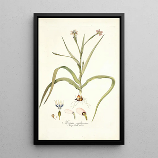 Nikolaus Joseph Freiherr von Jacquin - Moraea sordescens.webp