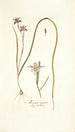 Moraea vegeta - Nikolaus Joseph Freiherr von Jacquin — weergave van het kunstwerk