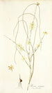 Moraea virgata - Nikolaus Joseph Freiherr von Jacquin — weergave van het kunstwerk