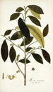 Morus mauritiana - Nikolaus Joseph Freiherr von Jacquin — weergave van het kunstwerk