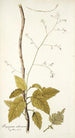 Myagrum arborescens - Nikolaus Joseph Freiherr von Jacquin — weergave van het kunstwerk