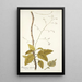 Myagrum arborescens - Nikolaus Joseph Freiherr von Jacquin — ingelijst kunstwerk aan de muur