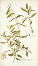 Myrica segregata - Nikolaus Joseph Freiherr von Jacquin — weergave van het kunstwerk