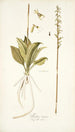 Neottia minor - Nikolaus Joseph Freiherr von Jacquin — weergave van het kunstwerk