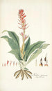 Neottia speciosa - Nikolaus Joseph Freiherr von Jacquin — weergave van het kunstwerk