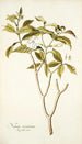 Nerium coronarium - Nikolaus Joseph Freiherr von Jacquin — weergave van het kunstwerk