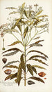 Ochrosia maculata - Nikolaus Joseph Freiherr von Jacquin — weergave van het kunstwerk