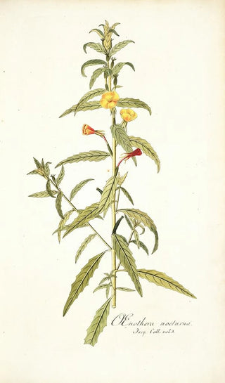 Nikolaus Joseph Freiherr von Jacquin - Oenothera nocturna.webp