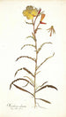 Oenothera odorata - Nikolaus Joseph Freiherr von Jacquin — weergave van het kunstwerk