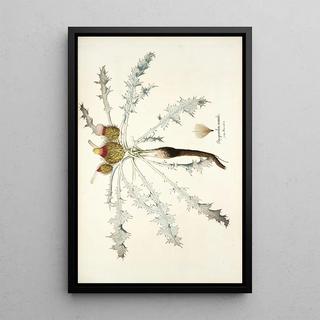 Nikolaus Joseph Freiherr von Jacquin - Onopordon acaule.webp