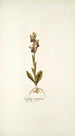 Ophrys crucigera - Nikolaus Joseph Freiherr von Jacquin — weergave van het kunstwerk