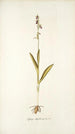 Ophrys myodes - Nikolaus Joseph Freiherr von Jacquin — weergave van het kunstwerk