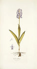 Orchis militaris - Nikolaus Joseph Freiherr von Jacquin — weergave van het kunstwerk