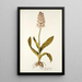Orchis moravica - Nikolaus Joseph Freiherr von Jacquin — ingelijst kunstwerk aan de muur
