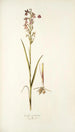 Orchis palustris - Nikolaus Joseph Freiherr von Jacquin — weergave van het kunstwerk