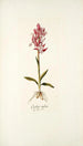 Orchis rubra - Nikolaus Joseph Freiherr von Jacquin — weergave van het kunstwerk