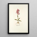 Orchis rubra - Nikolaus Joseph Freiherr von Jacquin — ingelijst kunstwerk aan de muur