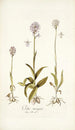 Orchis variegata - Nikolaus Joseph Freiherr von Jacquin — weergave van het kunstwerk